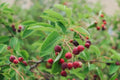 Serviceberry Cuttings 4-Pack, Amelanchier Tree Shrub Bush, Fruit-Bearing, Hardy Native Plant