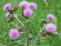 Creeping Thistle 200 Seeds for Garden Planting - Cirsium arvense - USA