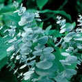 Eucalyptus Seeds for Planting 50 Seeds - Dried Flowers & Decor, Eucalyptus globulus