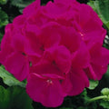 Maverick Violet Geranium Seeds - 12 Fresh Flower Seeds - Pelargonium x hortorum - Free Shipping