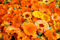 Calendula Seeds 250+ for Planting - Pacific Beauty Mix - Organic Garden Seeds - Calendula officinalis
