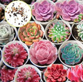 Hens and Chicks Cactus Succulent Seeds - 50 Pack - Echeveria spp. - Easy to Grow, Drought Tolerant Plants for Gardens