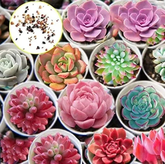 Hens and Chicks Cactus Succulent Seeds - 50 Pack - Echeveria spp. - Easy to Grow, Drought Tolerant Plants for Gardens