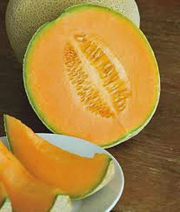 Cantaloupe Seeds 100 Count Hales Best Jumbo Heirloom Non-GMO Melon Seeds