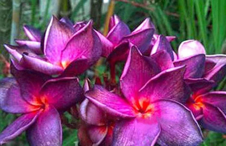 Plumeria Seeds - 5 Bright Purple Pink Flower Seeds - Perennial Tropical Plant - Frangipani (Plumeria)