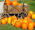 Large Jack O' Lantern Pumpkin Seeds - Heirloom Carving Pumpkins - 25-40 lbs - Cucurbita pepo - 10 Seeds