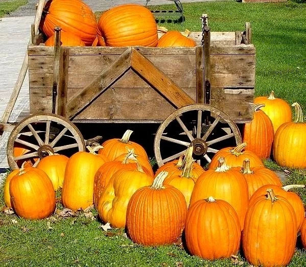 Large Jack O' Lantern Pumpkin Seeds - Heirloom Carving Pumpkins - 25-40 lbs - Cucurbita pepo - 10 Seeds