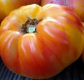 Big Rainbow Tomato Seeds 100+ Count Beefsteak Indeterminate Vegetable Garden Seeds, Organic Heirloom Variety
