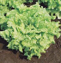 Lettuce Seeds - Leaf Lettuce Simpson BS, Heirloom Non-GMO, 25+ Seeds, Organic Gardening, Vegetable Gardening Supplies