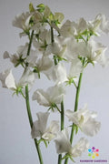 Aphrodite Sweet Pea Seeds - 50+ Premium Seeds for Garden Planting - Lathyrus odoratus - USA