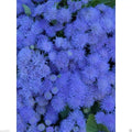 Flossflower Seeds 100 Pack, Blue Mink Ageratum, Garden Ageratum, Ageratum Mexicanum Blueweed