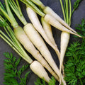 Lunar White Carrot Seeds | Heirloom Non-GMO Seeds | Organic Vegetable Garden Seeds | Daucus carota