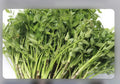 Water Dropwort Minari 10+ Bare Roots | Japanese Parsley | Water Celery | Rau cần nước