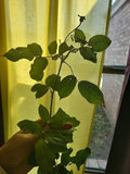 Queen of Elegance Rose Cuttings - 10 Inch - (Rosa 'Queen of Elegance') - Premium Floral Gardening Supplies