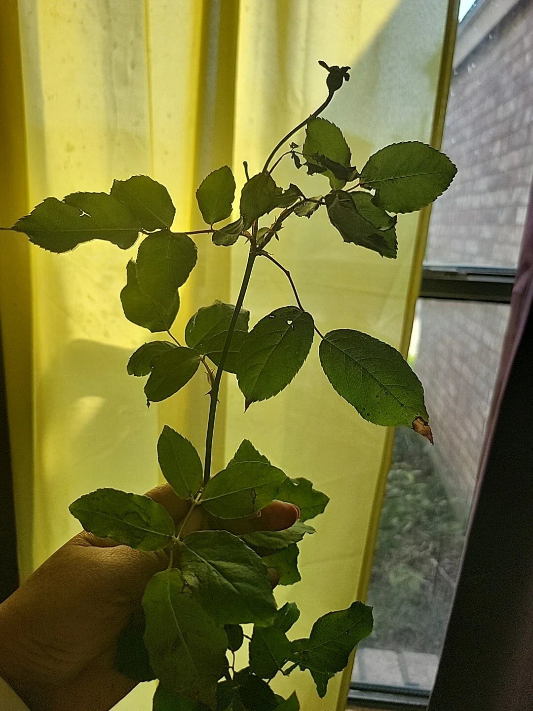 Queen of Elegance Rose Cuttings - 10 Inch - (Rosa 'Queen of Elegance') - Premium Floral Gardening Supplies