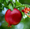 Pomegranate Fruit Tree Seedlings 6" - Wonderful Variety, Punica Granatum, Bright Red Fruit, Orange Flowers, Butterfly Attractant
