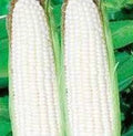 Corn Seeds - Stowell's Evergreen White Heirloom - 20+ Seeds - Delicious & Sweet