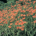 Orange Daylily Bulbs - 3 Bareroot Tawny Day Lily Rhizomes - Hemerocallis fulva - Native Medicinal Wildflower for Forest Garden