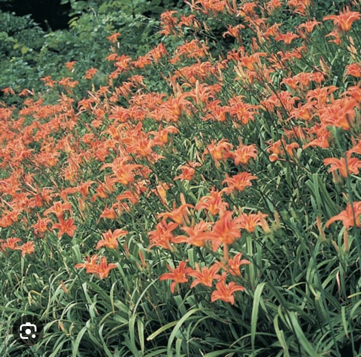 Orange Daylily Bulbs - 3 Bareroot Tawny Day Lily Rhizomes - Hemerocallis fulva - Native Medicinal Wildflower for Forest Garden