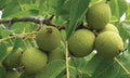 Black Walnut Tree Live Plant 12-24in Tall Juglans nigra Bare Root - 3 Pack, Deciduous, Fast Growing, High-Quality Wood
