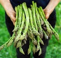 Asparagus Seeds - 100+ Count - Mary Washington - Non-GMO Heirloom Organic (Asparagus officinalis)