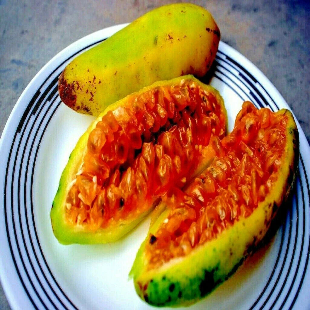 10 Banana Passionfruit Seeds | Rare Fast Flowering Vine | Passiflora Mollissima