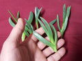 Ice Plant Cuttings 7 x 3-4 Inches Coastal Delosperma Live Succulent Greenery