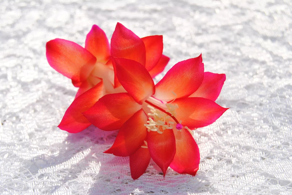 Christmas Cactus Starter Plant - Roxanne Variety - Schlumbergera Truncata - Healthy Well Rooted