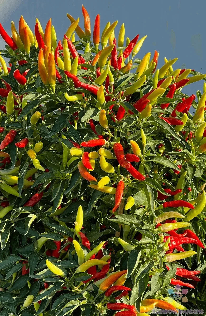 Tabasco Hot Pepper Seeds - 25+ Count - Ideal for Garden Planting - Capsicum frutescens - USA Grown