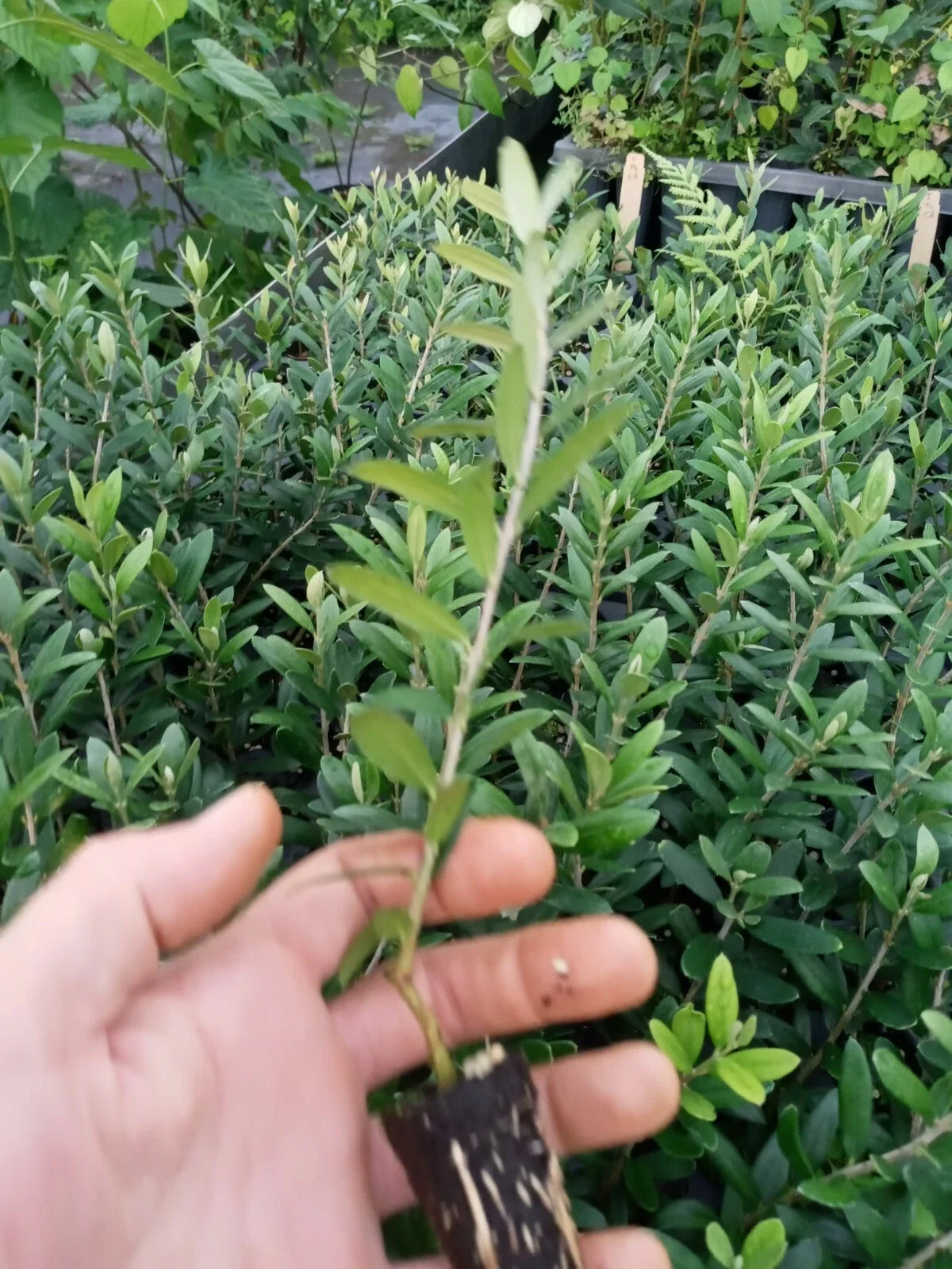 Olive Tree Starter Plant - Arbequina Variety - Olea europaea - Rooted, Ready to Grow