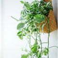 Pothos Cuttings - 3 Pieces - Pearls and Jade - Devil’s Ivy Indoor House Plant - Epipremnum aureum
