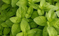 Spearmint Seeds Bulk 1000 Count - Mojito Mint, Mint Julep, Confectionery - Herbal Tea & Aroma (Mentha spicata)