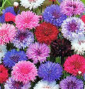Dwarf Bachelor Button Polka Dot Mix Seeds - 500 Seeds - Beautiful Wildflower Blend (Centaurea cyanus)