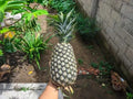 Panare Pineapple Seeds - 15+ Pack for Garden Planting - Ananas comosus - USA Grown, Fast Shipping