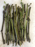 Sweet Potato Slips 20 Count Cutting Vine Ipomoea batatas Ready to Plant Organic Garden Starter