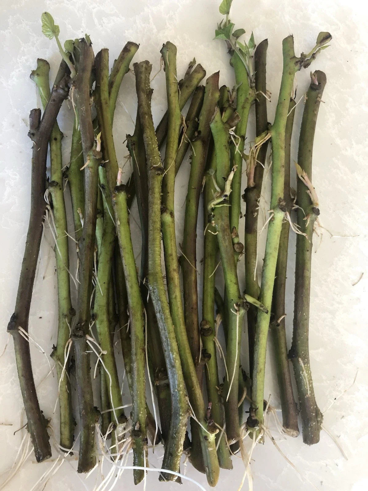 Sweet Potato Slips 20 Count Cutting Vine Ipomoea batatas Ready to Plant Organic Garden Starter