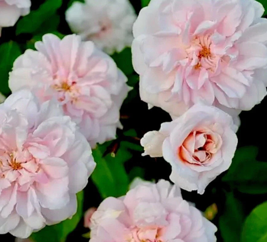 Heirloom Rose Cuttings - 16 Premium Cecile Brunner Cuttings for Fragrant Bushes - Rosa ceciliae