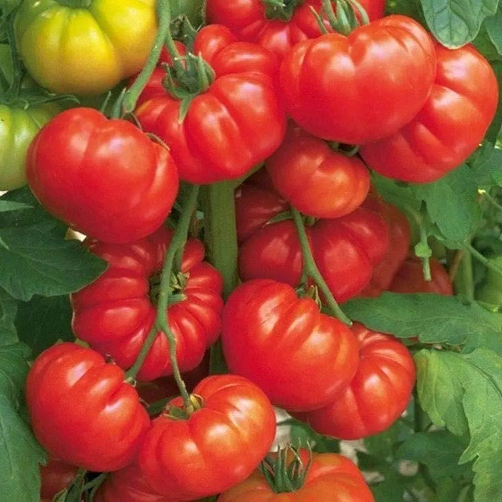 Steak Tomato Seeds 120+ Count - Beefsteak Heirloom Organic - Tasty Fresh - Solanum lycopersicum