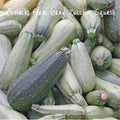 Organic Grey Zucchini Summer Squash Seeds, 25+ Non-GMO Seeds, Cucurbita pepo