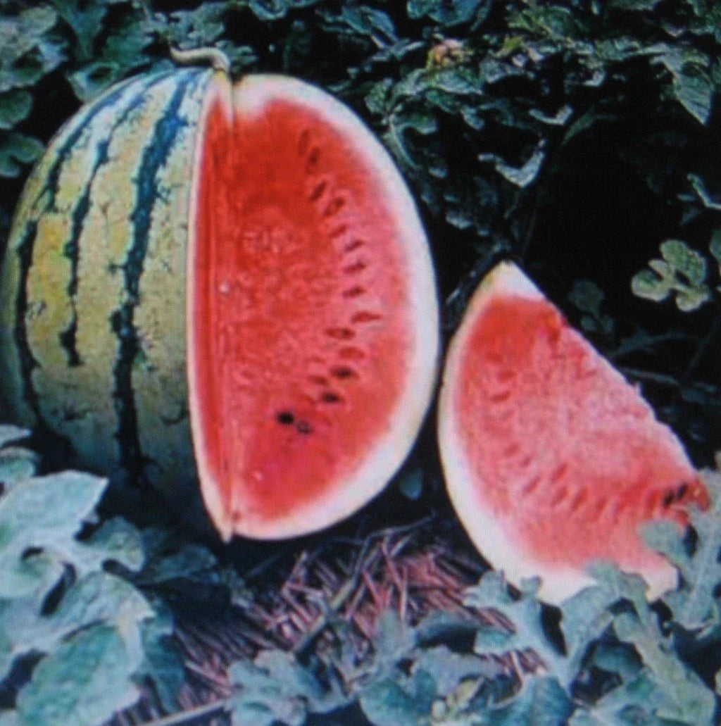 Watermelon Seeds - Crimson Sweet Variety - Medicinal Antioxidant Rich - Lycopene - 5 Seeds