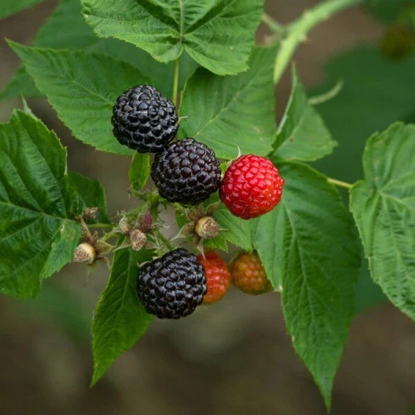 Black Raspberry Plant - Live Rooted Starter Plant, Black Delicious Variety, Zones 5-9, Rubus occidentalis