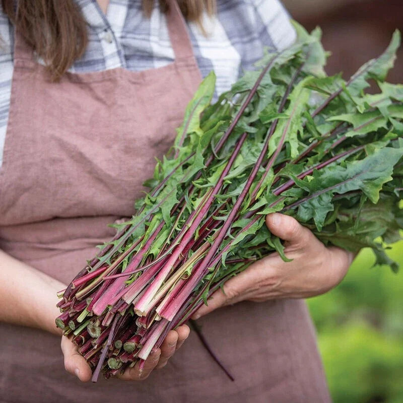 Red Stem Endive Seeds - 1000 Count Non-GMO Heirloom Italian Dandelion (Chicory)