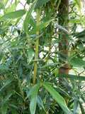 Fargesia Robusta "Wolong" Bamboo Plant - 12" Tall Hardy Clumping Bamboo for Privacy and Garden Design
