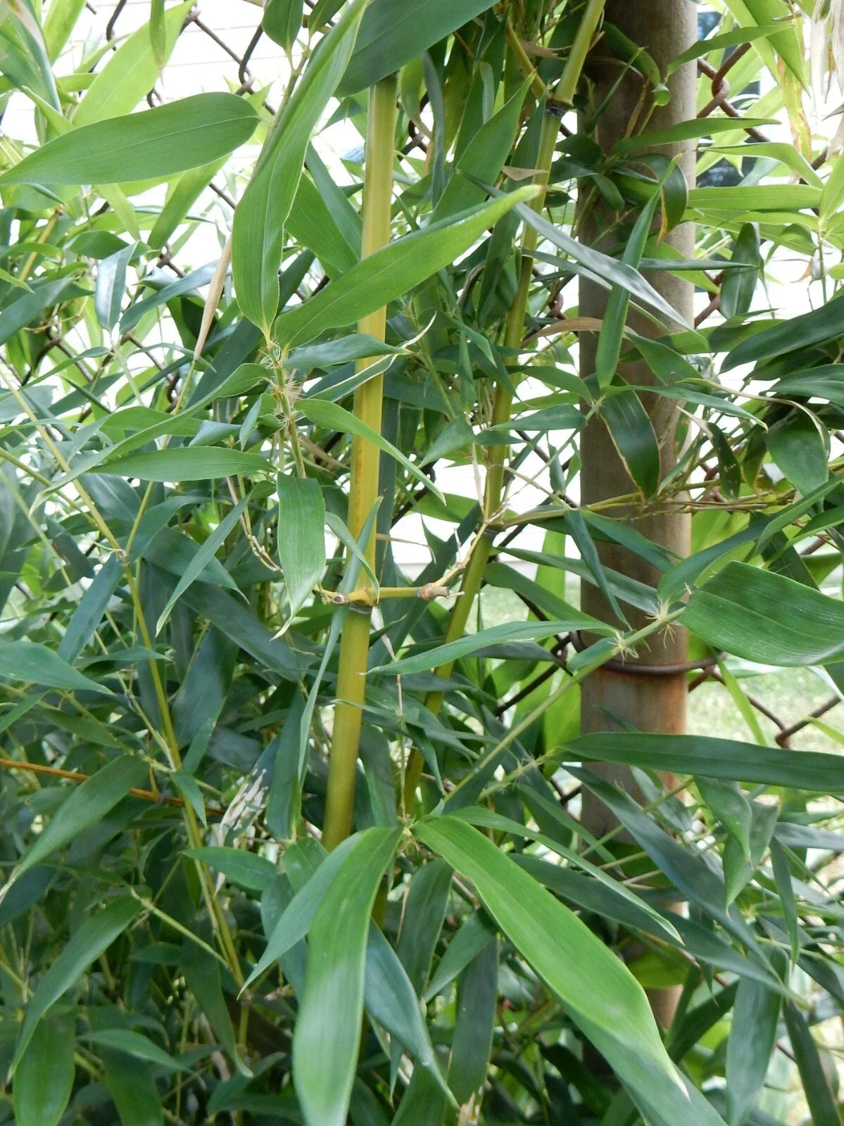 Fargesia Robusta "Wolong" Bamboo Plant - 12" Tall Hardy Clumping Bamboo for Privacy and Garden Design