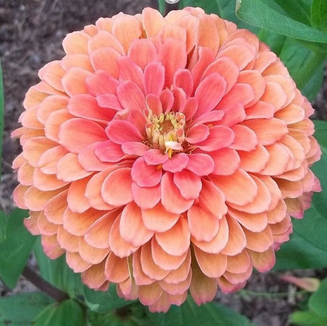 25 Salmon Rose Dahlia Seeds | Perennial Flowering Blooms | Dahlia pinnata