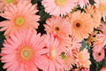 Light Pink Gerbera Daisy Seeds - 200+ Pack for Garden Planting - Gerbera jamesonii - USA