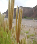Feather Finger Grass Seeds - 100 Pack - Chloris virgata - Ornamental Grass for Planting