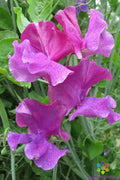 Sweet Pea Seeds - 50+ Ian Myers Variety - Lathyrus odoratus - USA Grown, Ideal for Garden Planting