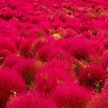 Red Globe Burning Bush 100 Seeds - Kochia Scoparia, Summer Cypress for 2025 Planting