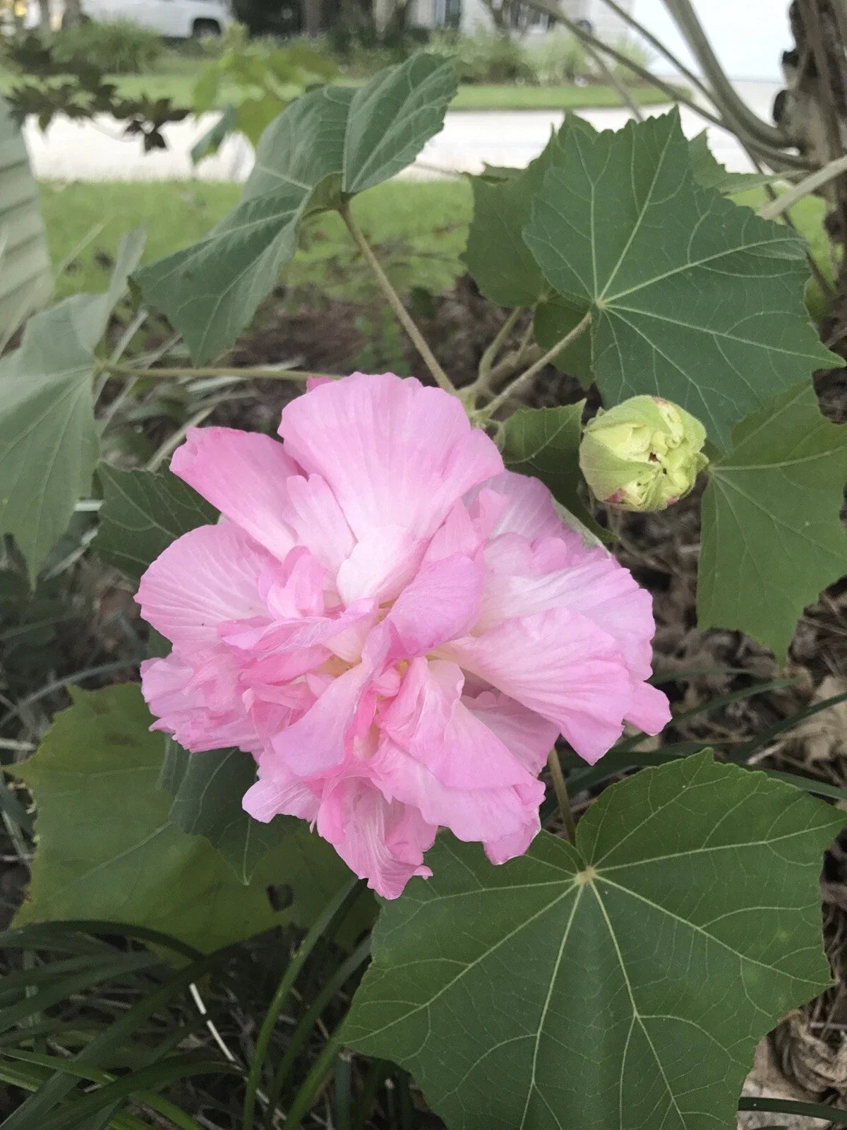 Double Pink Confederate Rose Seeds - 100+ Fresh Seeds - Hibiscus mutabilis - Hardy Perennial Flowering Plant